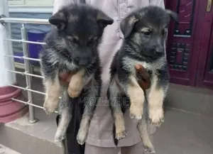 1-3 months Female Purebred German Shepherd