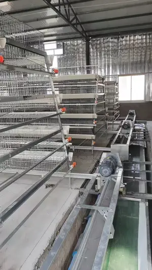 A Type Fully Automated Cage For Layers,Auto Cleaning