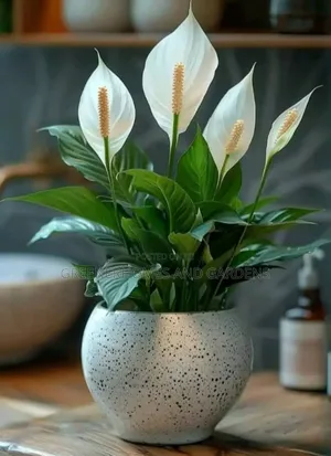 Peace Lily Plant