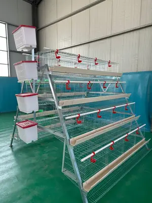 Premium Hot Dip 128 Birds Imported Layers Cage(20years)