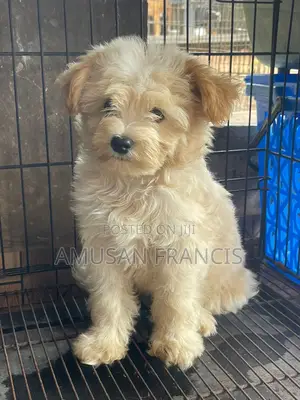 3-6 months Male Purebred Lhasa Apso