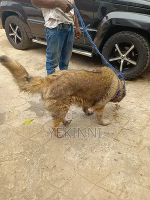1+ year Female Purebred Caucasian Shepherd