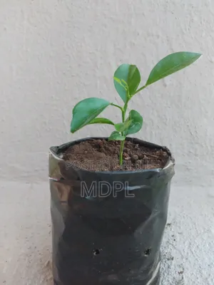 Lemon Seedlings