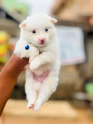 1-3 months Male Purebred American Eskimo