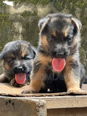 1-3 months Female Purebred German Shepherd