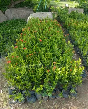 Ixora Plants