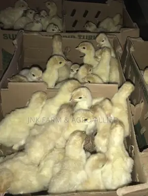 A Day Old Healthy and Quality Foreign Turkey Available