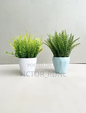Imported Cup Flowers