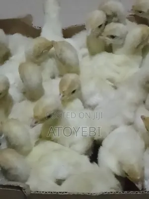 Imported and Local Turkey Available in Different Sizes