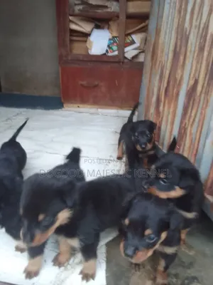 1-3 months Female Purebred Rottweiler