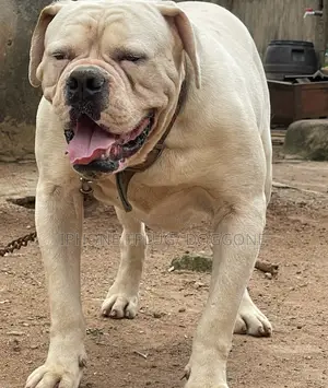 1+ year Male Purebred Bulldog
