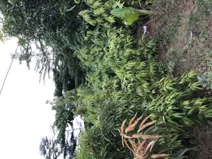 10 Feet Plus Masquerade Tree
