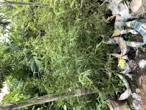 Baby Bamboo for Sell
