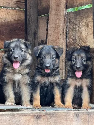 1-3 months Female Purebred German Shepherd