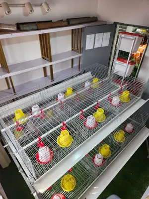 300 Birds Layer And Broiler Raising Cage For Smart Farmers
