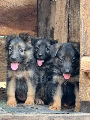 1-3 months Female Purebred German Shepherd