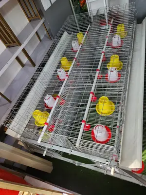 300 Birds Imported Brooding Cage – No Coccidiosis Issues
