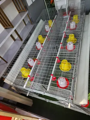 300 Birds Imported Broodingcage -broods Frm Day-old Till End