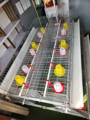 300 Birds Imported Cage – 20+ Years Durability