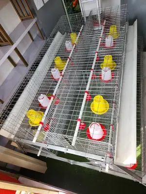 300 Birds Imported Brooding Cage – High Roi Assured