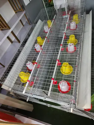 300 Birds Brooding Imported Cage – Guaranteed Sales Success