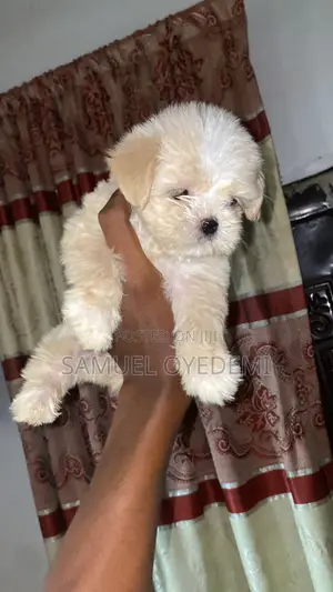 1-3 months Male Purebred Lhasa Apso