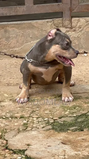 3-6 months Female Purebred American Bully