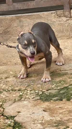 3-6 months Female Purebred American Bully