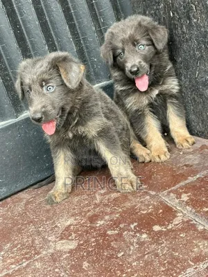 1-3 months Female Purebred German Shepherd