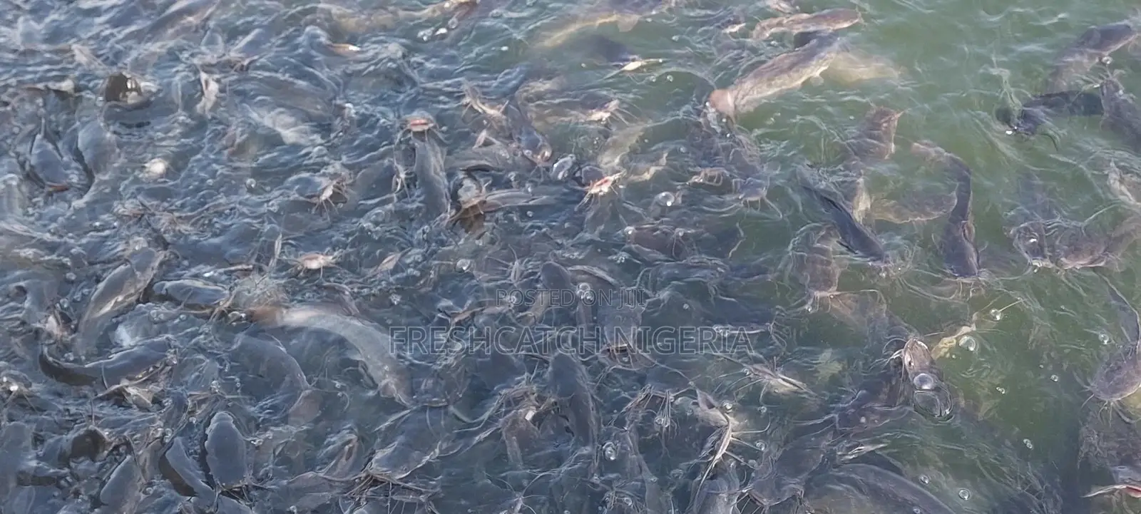 Melunch Catfish