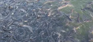 Melunch Catfish