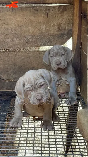 1-3 months Female Purebred Neapolitan Mastiff