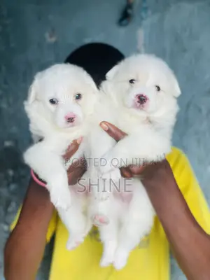 1-3 months Female Purebred American Eskimo