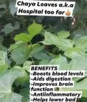 Hospital Too Far / Jatropha Tanjorensis Chaya / Ugu Oyibo