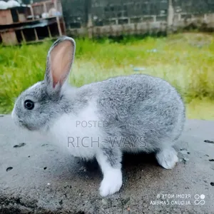 Cute American Chinchilla