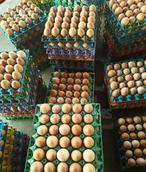 Fresh Eggs