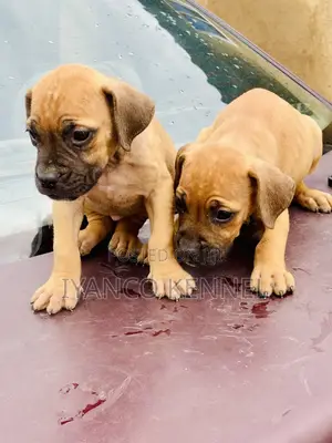 1-3 months Female Purebred Boerboel