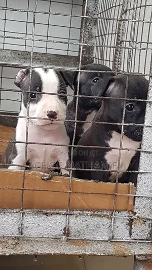 1-3 months Female Purebred American Pit Bull Terrier