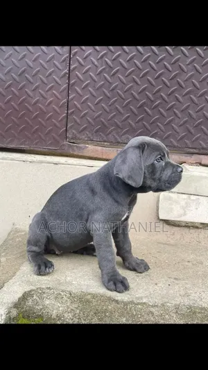 1-3 months Female Purebred Cane Corso