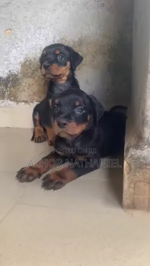 1-3 months Female Purebred Rottweiler
