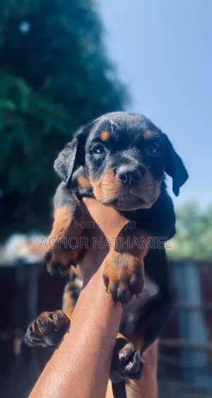 1-3 months Female Purebred Rottweiler