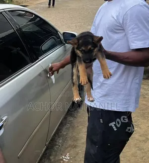 1-3 months Female Purebred German Shepherd