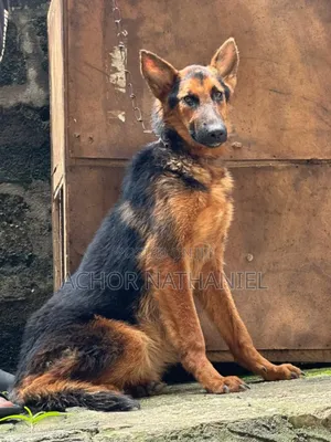 6-12 months Male Purebred German Shepherd