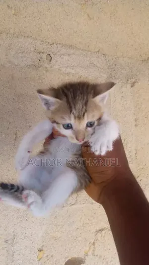 1-3 months Male Purebred Turkish Angora