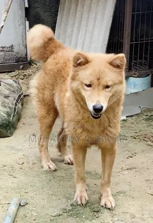 1+ year Female Mixed Breed Chow Chow