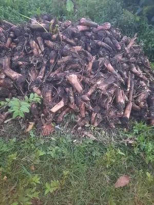 Cameroon Sucker