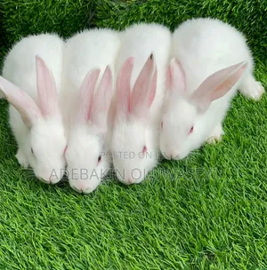 Both Sex Rabbit Are Available For New Home