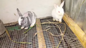 Fine Breed Rabbit
