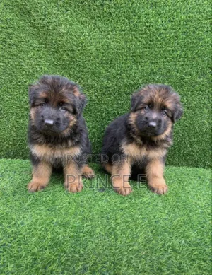 1-3 months Female Purebred German Shepherd