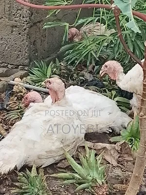Imported and Local Turkey Available in Different Sizes